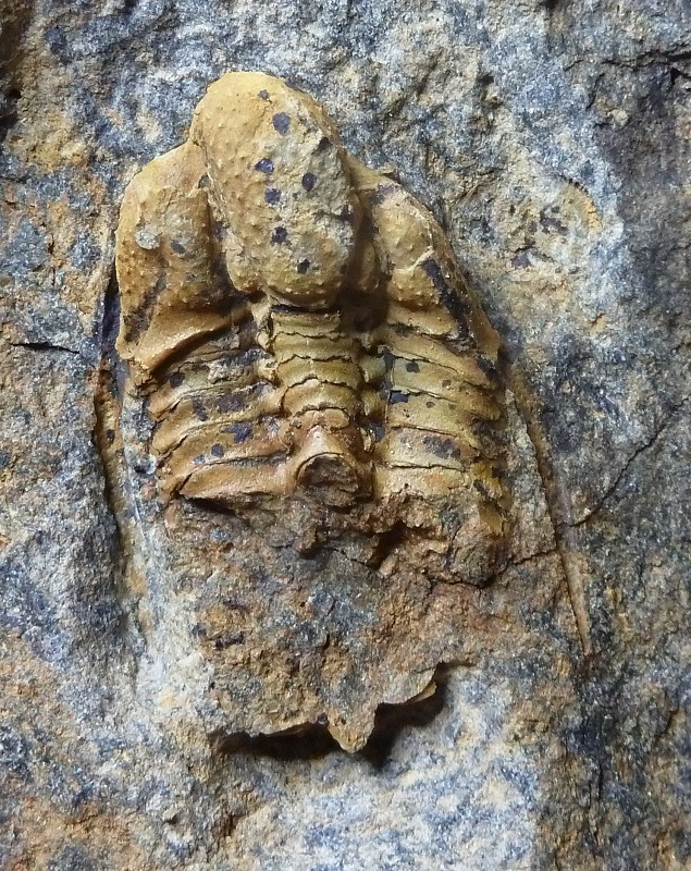 Cyphaspis konstantini