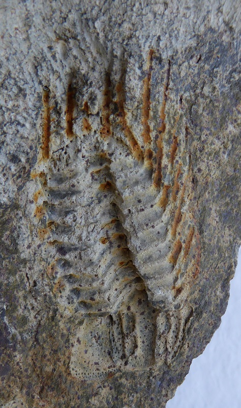 Koneprusia sp.