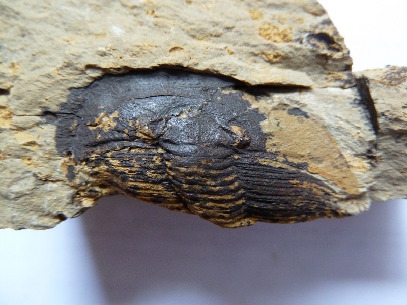 Tropidocoryphe werneri