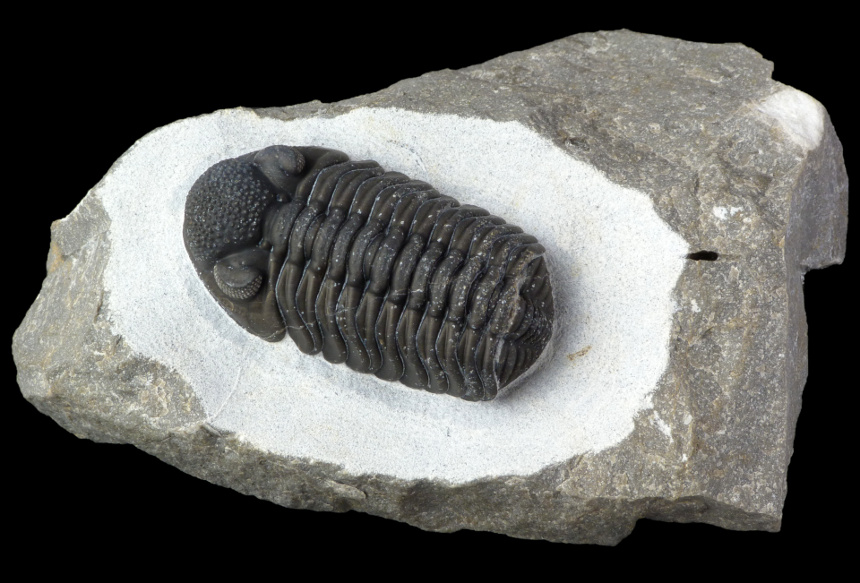 Adrisiops weugi (van Viersen, Holland & Koppka, 2017)