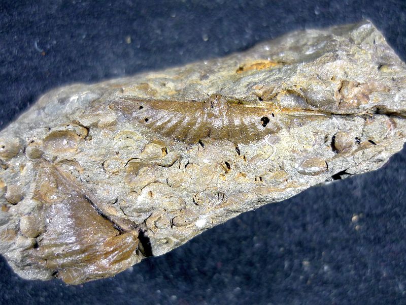 Arduspirifer extensus