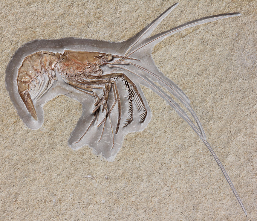 11 - Fossil des Monats November 2015 - FOSSIL DES JAHRES 2015