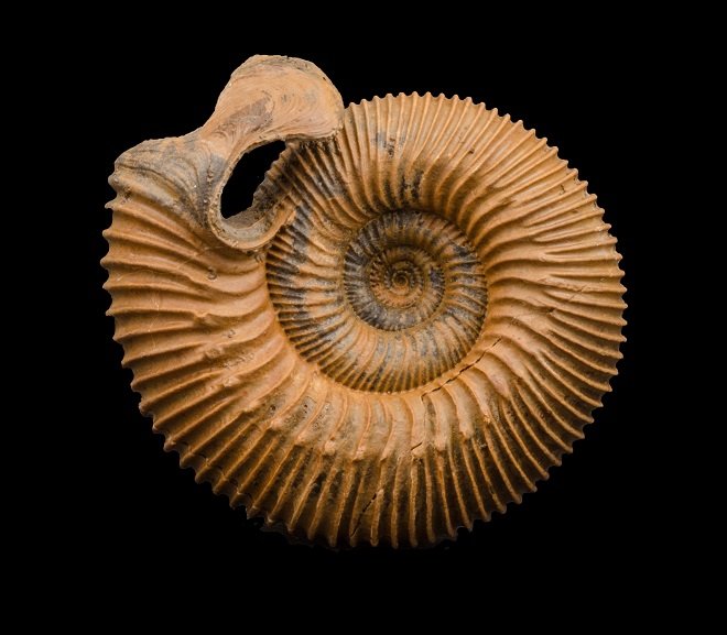 07 - Fossil des Monats Juli 2021 