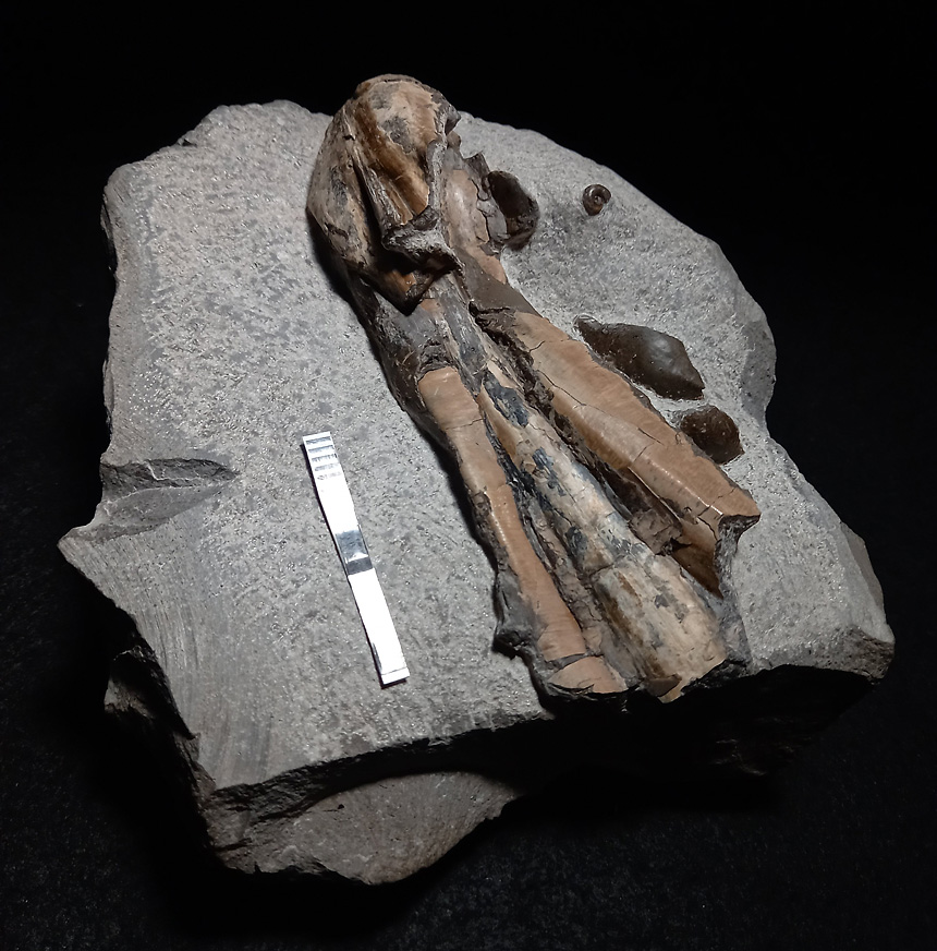 06 - Fossil des Monats Juni 2021