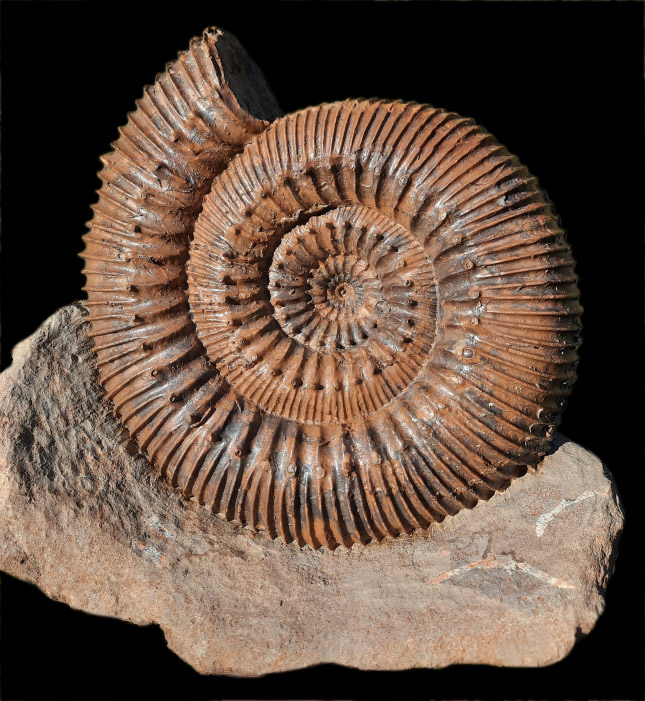 09 - Fossil des Monats September 2021 