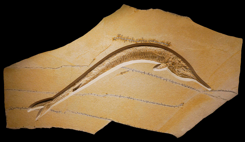 10 - Fossil des Monats Oktober 2021