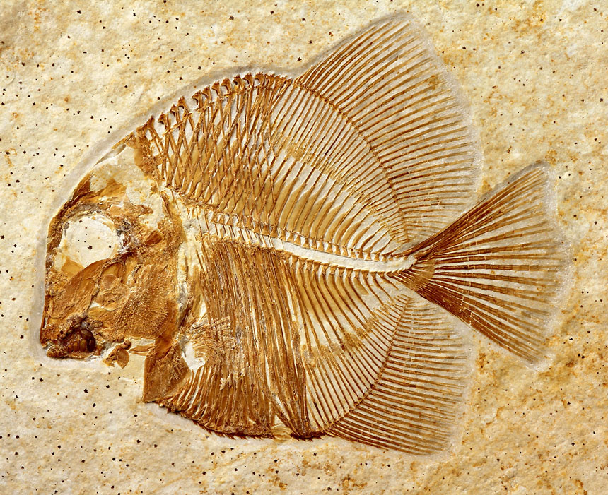 06 - Fossil des Monats Juni 2022