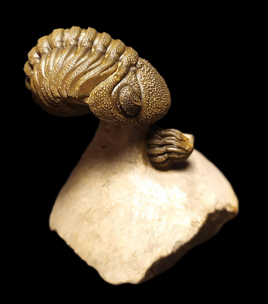 02 - Fossil des Monats Februar 2025 (1. Platz)