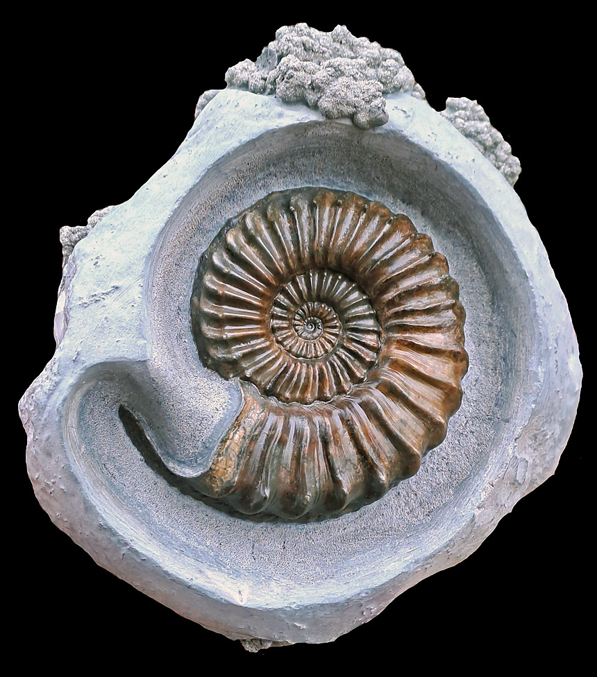 02 - Fossil des Monats Februar 2025 (2. Platz)