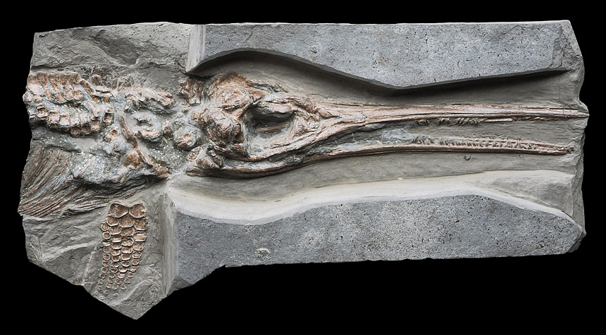 05 - Fossil des Monats Mai 2025 (2. Platz) 
