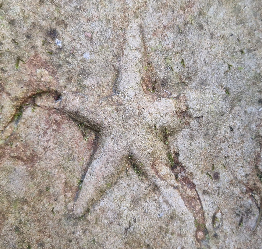 05 - Fossil des Monats Mai 2025 (3. Platz)