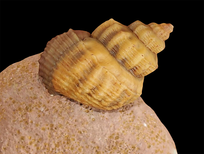 06 - Fossil des Monats Juni 2025 (2. Platz) 