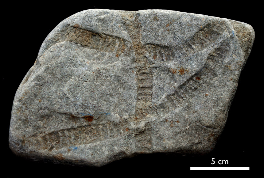 Plagiogmus arcuatus ROEDEL, 1929
