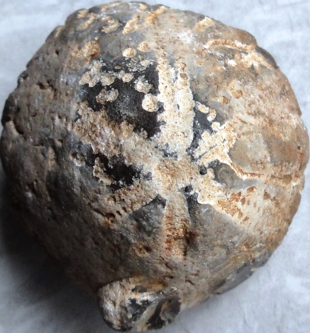 Sechsstrahler Echinocorys sp.