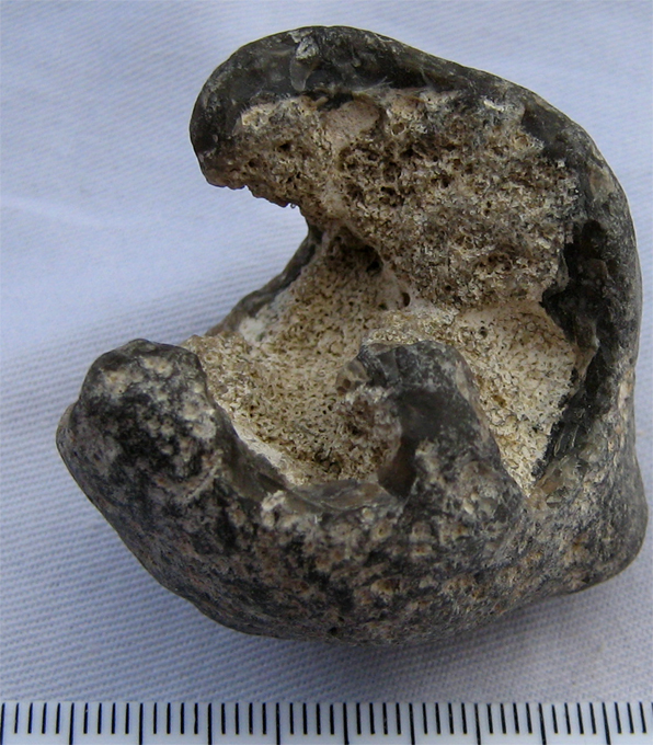 Flintschwamm