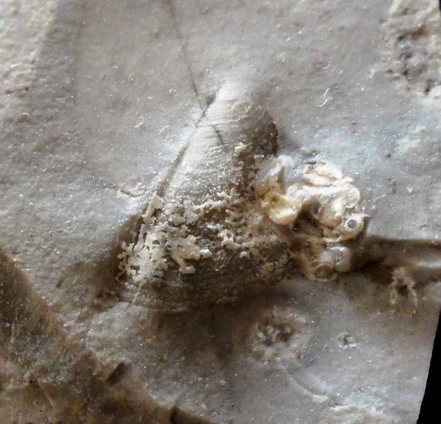 Flint-Aptychus mit Serpelbewuchs
