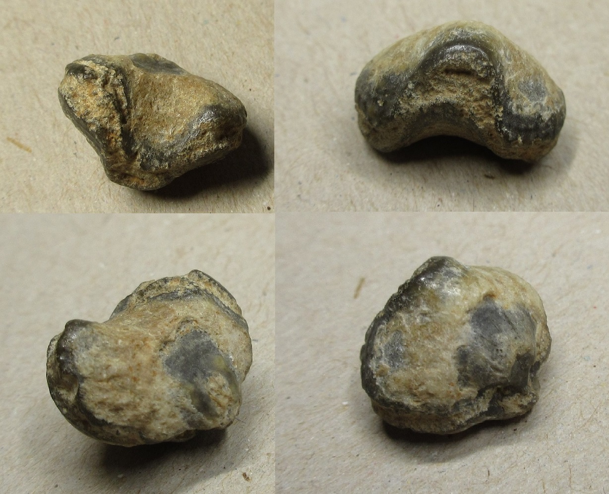 Brachiopode - Cretirhynchia