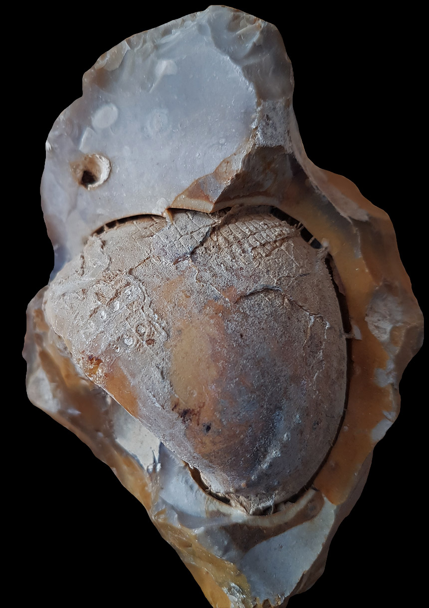 Echinocorys sp.
