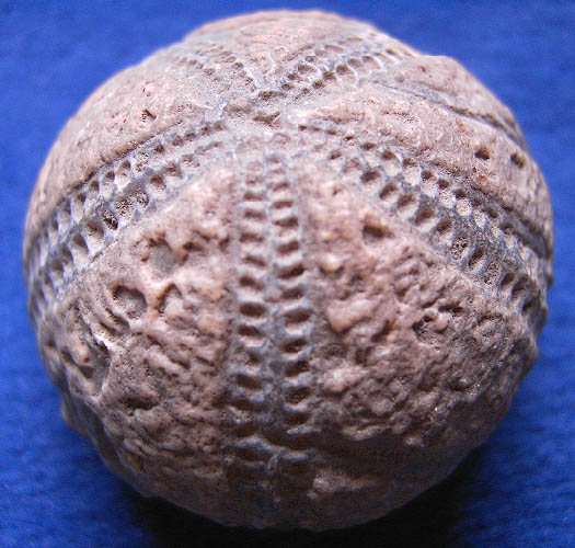 Galerites abbreviatus