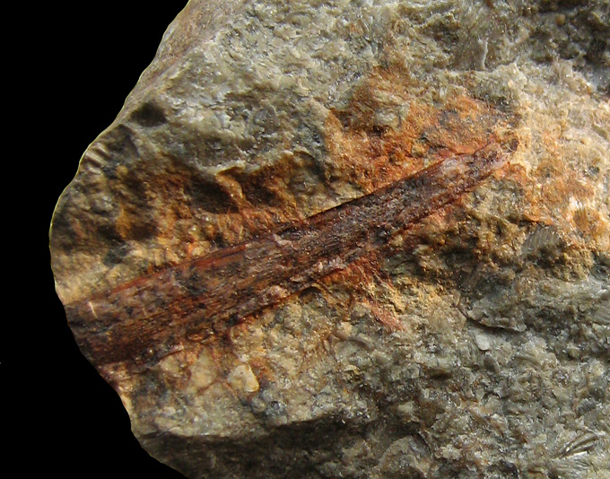 Acanthodii indet. (Stachelhai)