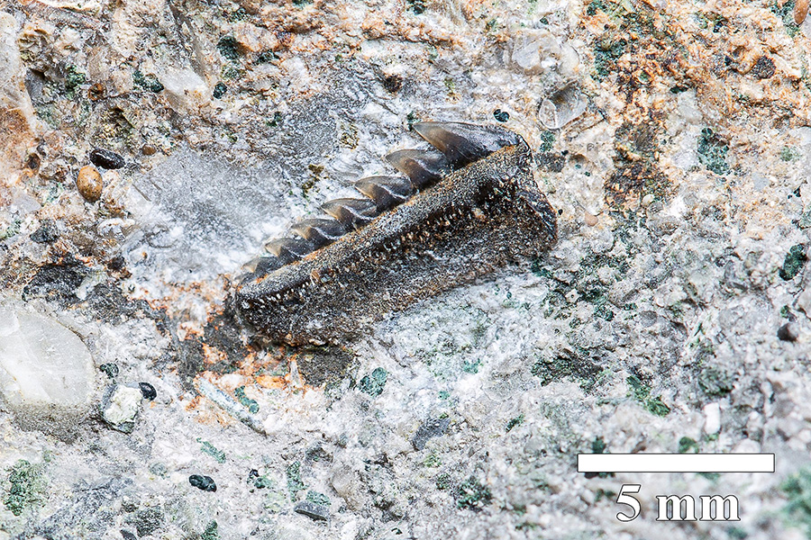 Hexanchus sp.
