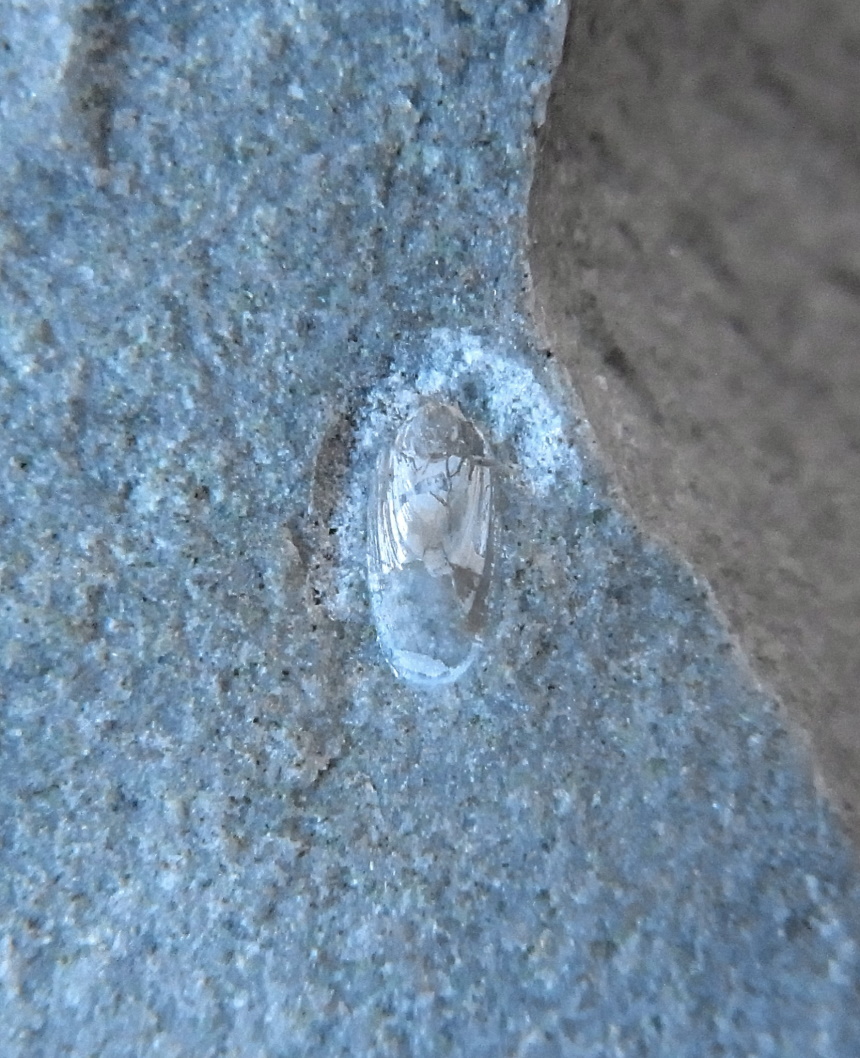 Lingula sp. cf. eocenica Moroz & Ermokhyna, 1990