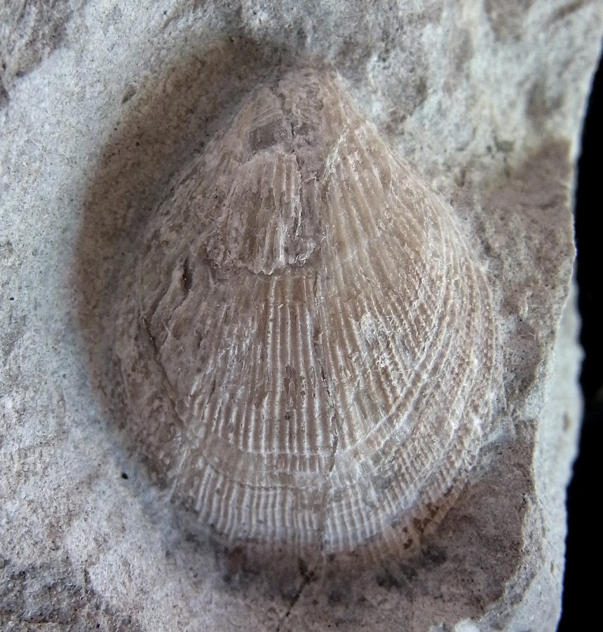 Terebratulina sp.