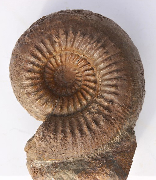 Cadomites sp.