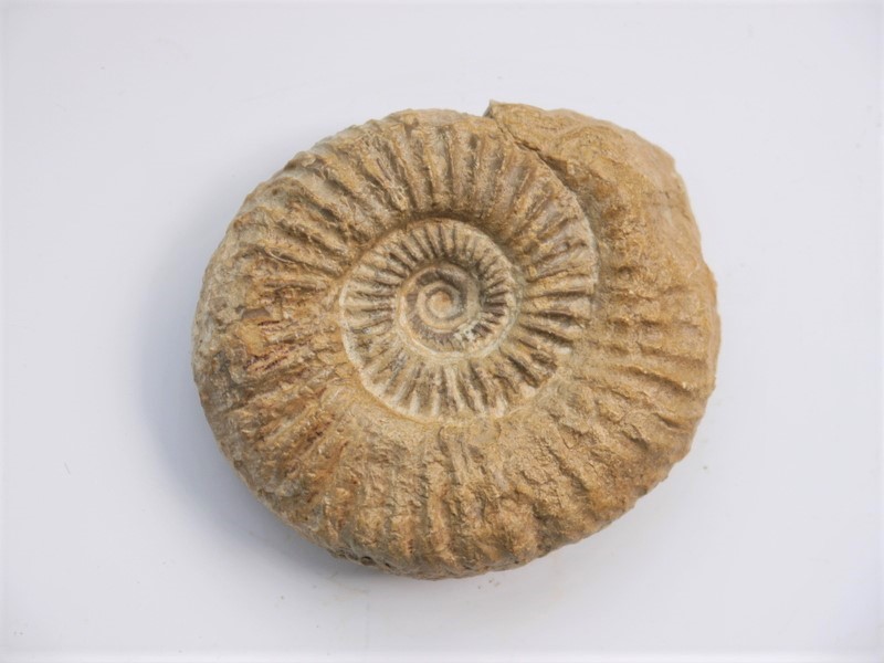 Caumontisphinctes hennigi
