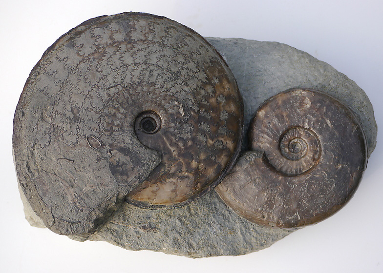 Hyperlioceras subsectum und Sonninia (Euhoploceras) modestum