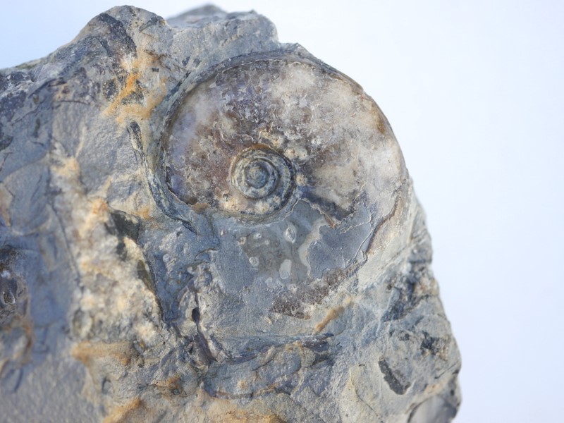 Dorsetensia romani