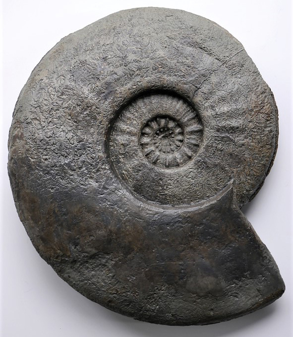 Fissilobiceras sp.