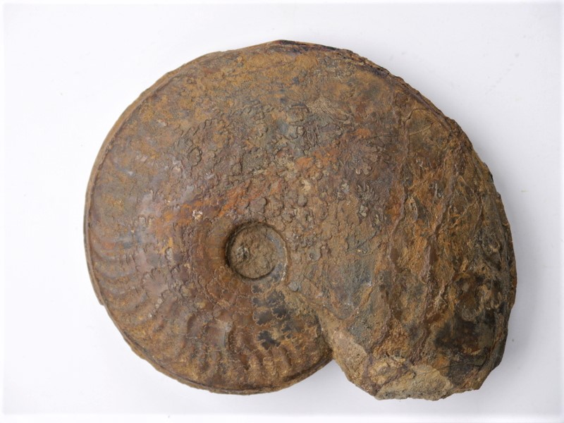 Graphoceras limitatum