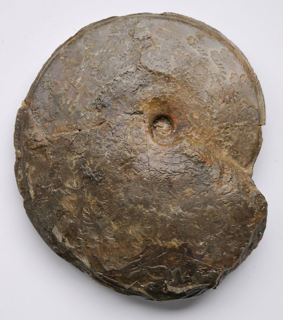 Hyperlioceras discites