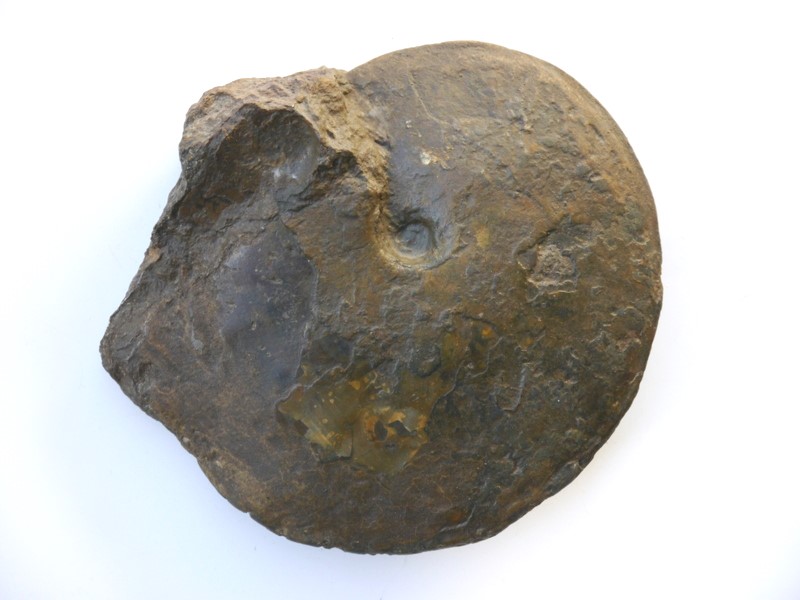 Hyperlioceras discites
