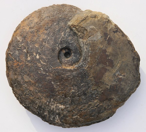 Hyperlioceras subsectum