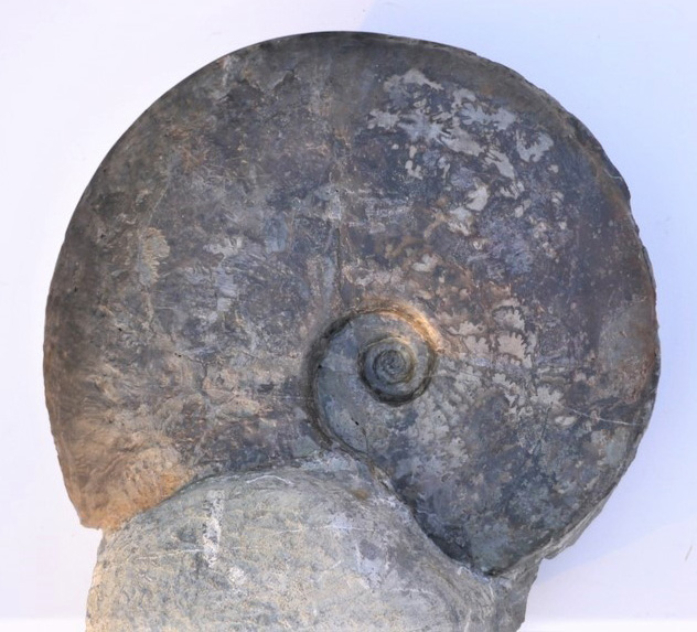 Hyperlioceras rudidiscites