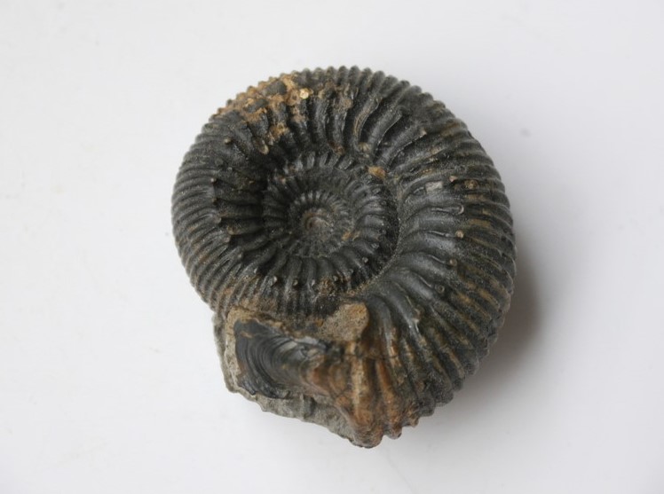 Itinsaites gracilis 