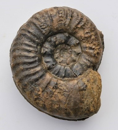 Sonninia sp., juvenil