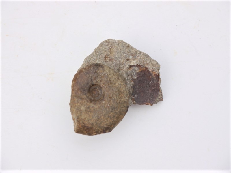 Lissoceras ferrifex
