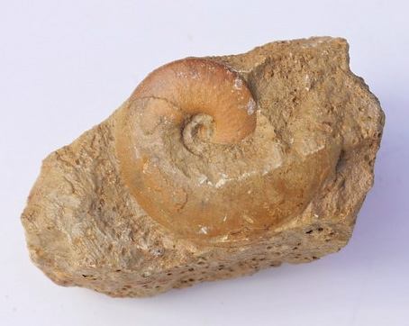 Lissoceras sp.