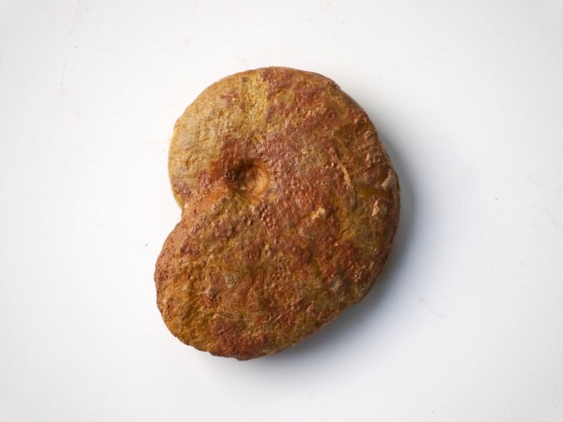 Oppelia subradiata