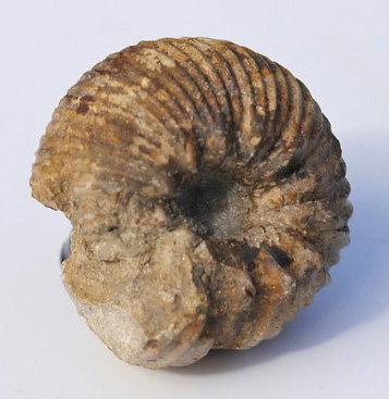 Otoites tumulosus