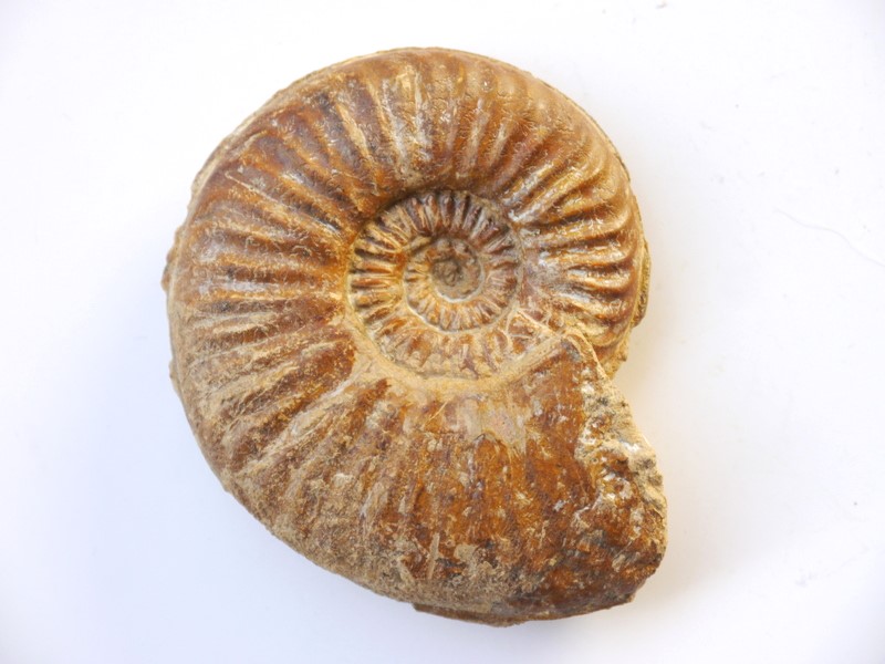 Sonninia corrugata