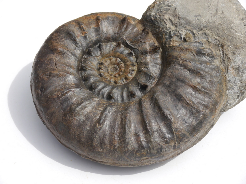 Sonninia (Euhoploceras) acanthodes