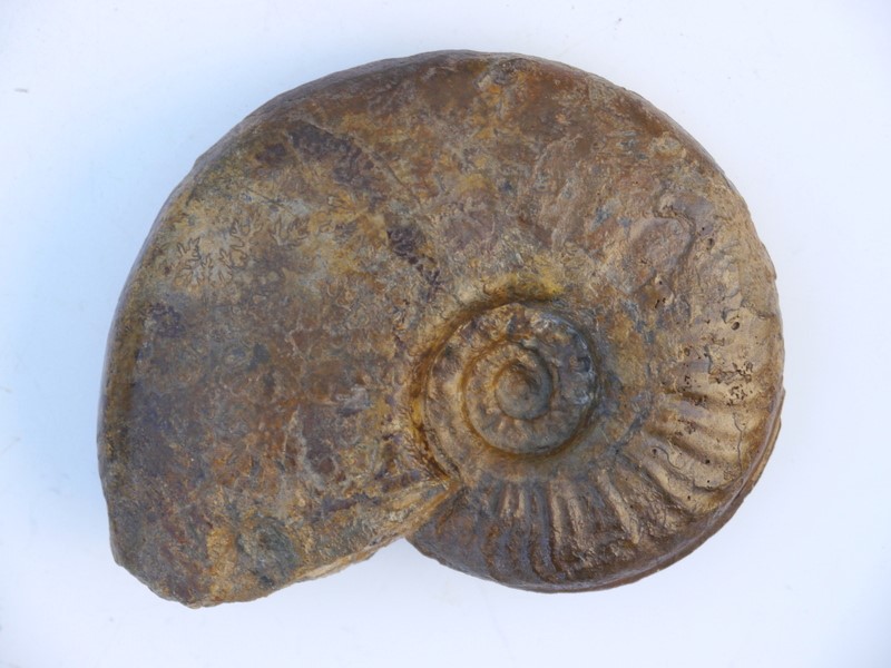 Sonninia (Euhoploceras) adicra, var. mayeri