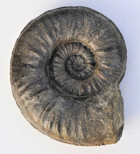 Sonninia (Euhoploceras) marginatum