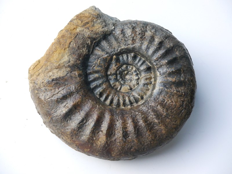 Sonninia (Euhoploceras) marginatum