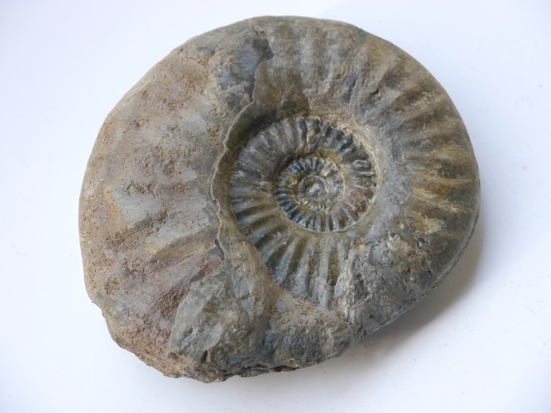 Sonninia (Euhoploceras) marginatum