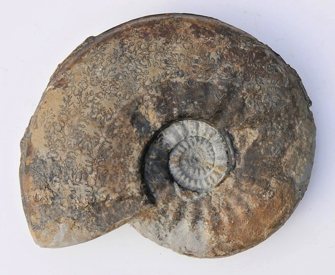 Sonninia patella